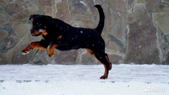 Подрощенный мальчик ротвейлера