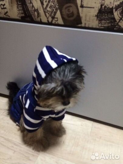 Костюм для собаки