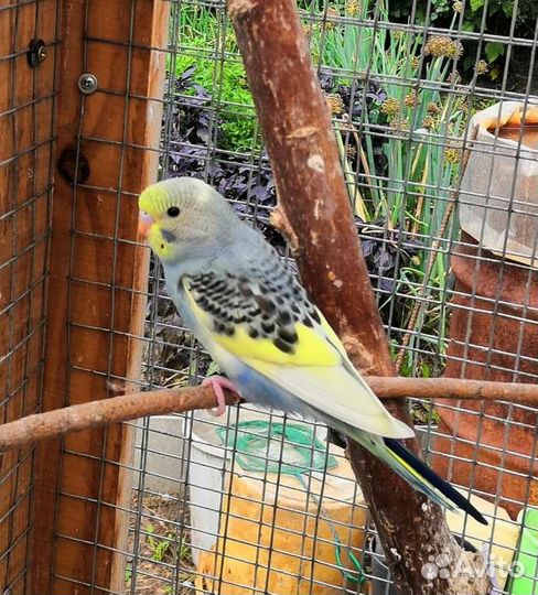 Волнистые попугаи