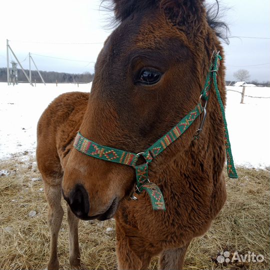Жеребец кросс американский рысак