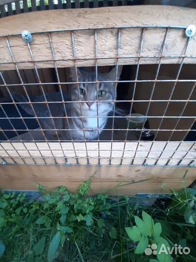 Очень ласковый кот