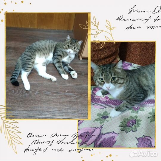 Отдам в добрые руки хорошенького котика