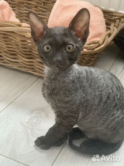 Корниш рекс