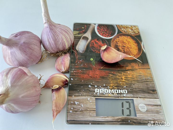 Чеснок Любаша на посадку