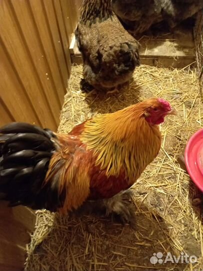 Цыплята брама