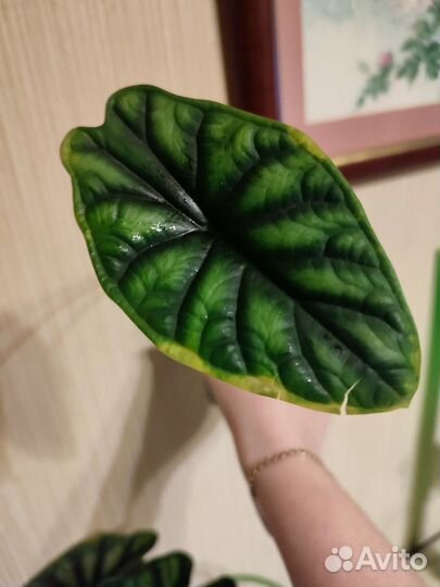 Алоказия шкура дракона