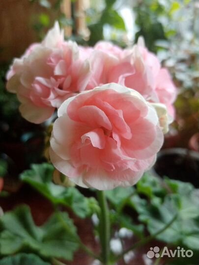 Пеларгония