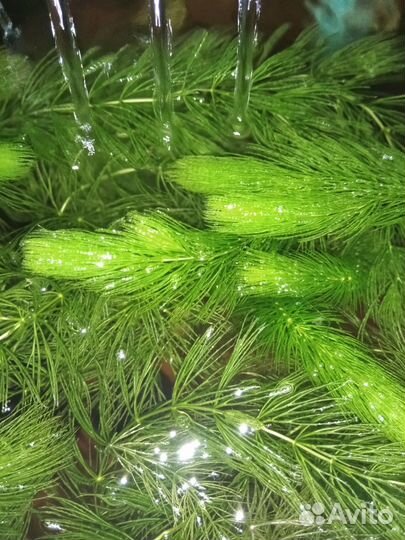 Аквариумные растения. Мох и роголистник