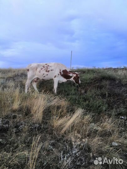 Коровы, тёлки