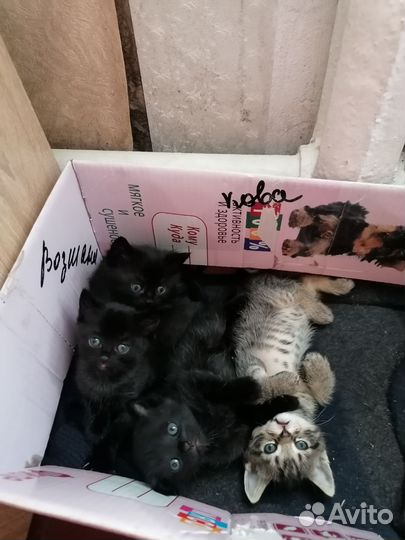 Котята в добрые руки