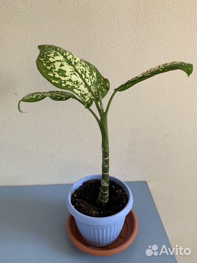 Диффенбахия