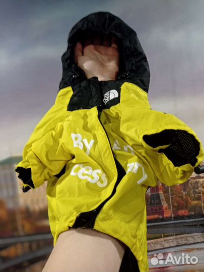 Одежда для собак