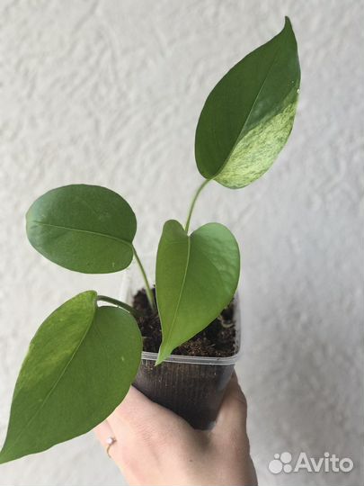 Сциндапсус