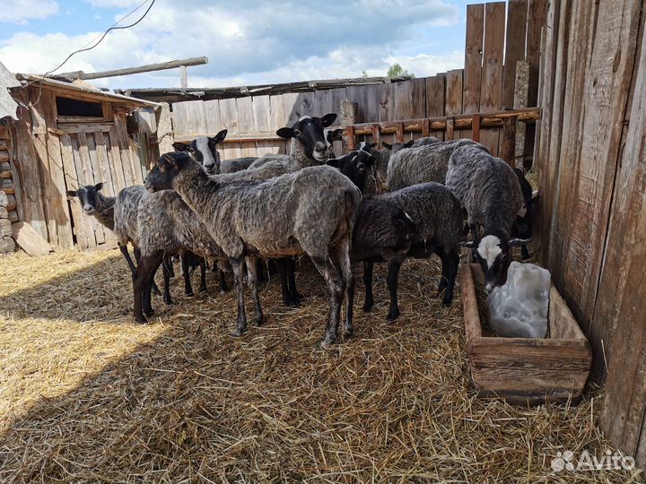 Романовские овцы