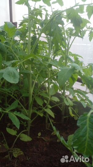 Рассада помидор низкорослых