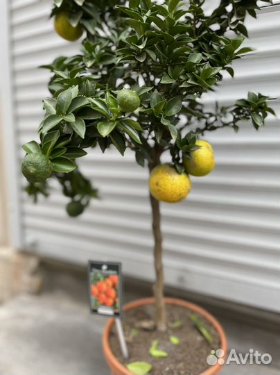 Мандариновое дерево