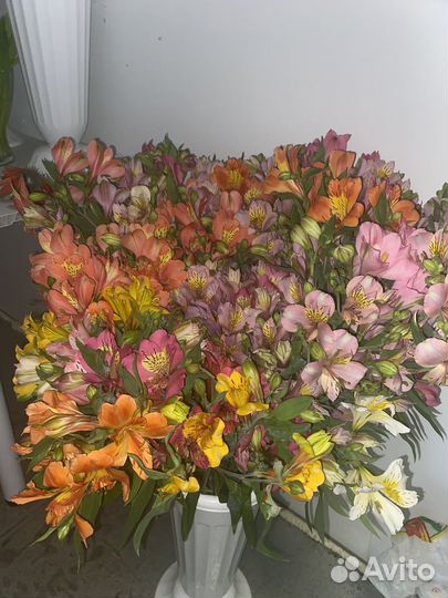 Альстромерия микс пышная