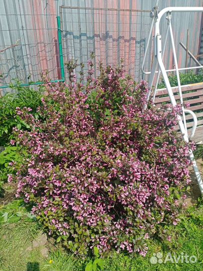 Вейгела саженцы