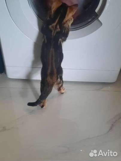 Бенгальскай котенок