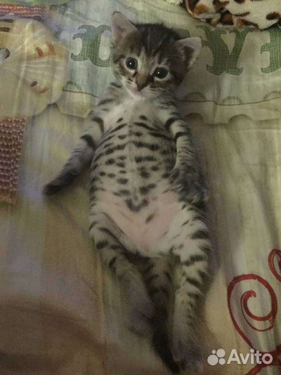 Кошки в добрые руки бесплатно