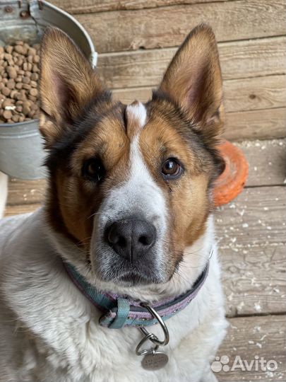 Умнейшая собака пропадает в приюте