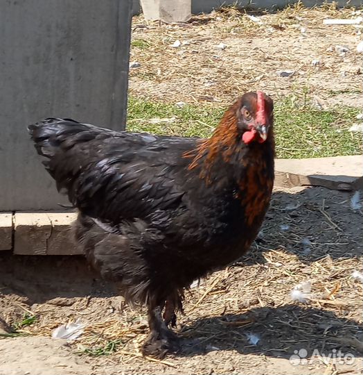 Племенные петухи