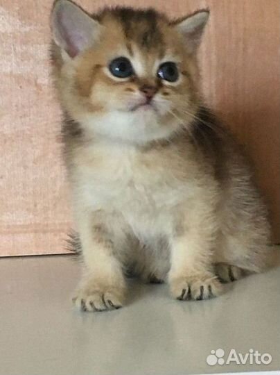Котята британцы золотая шиншила