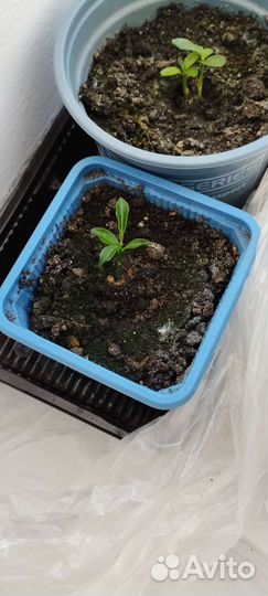 Апельсиновое дерево