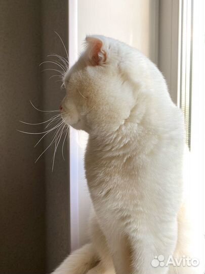 Вязка с британцем