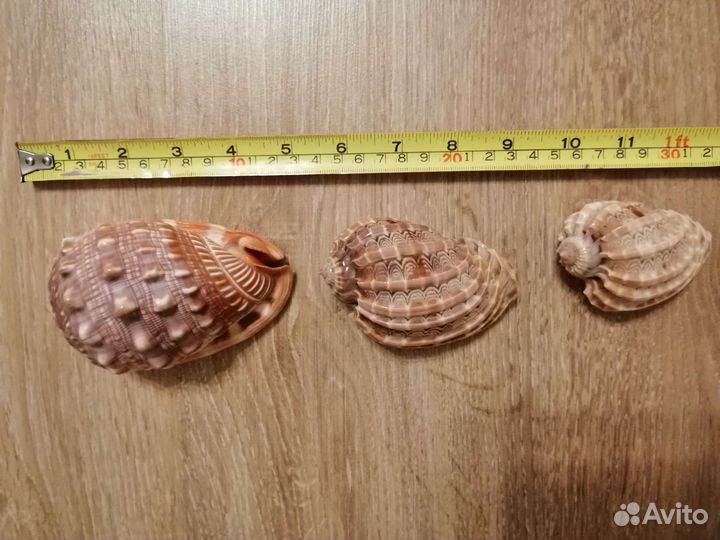 Морские ракушки