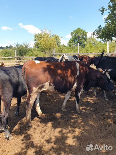 Коровы на мясо
