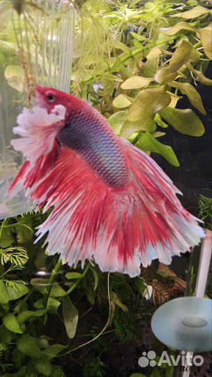 Рыбка петушок