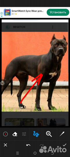 Собака прайтер