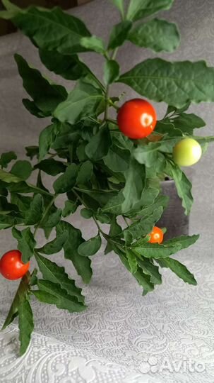 Паслен домашний