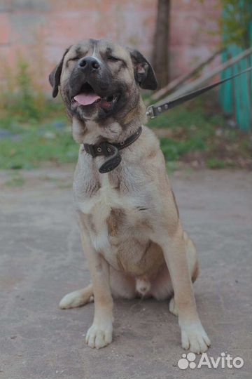 Собака в добрые руки отдам бесплатно