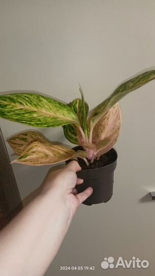 Аглаонема Пич Перл (Aglaonema Peach Pearl)