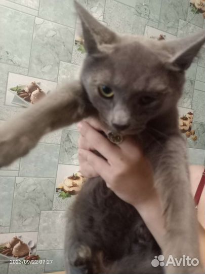 Серебристый котенок, девочка в добрые руки