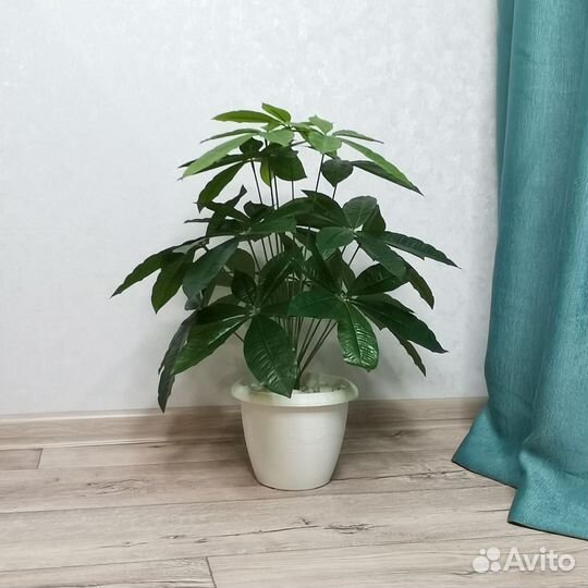 Шефлера искусственная