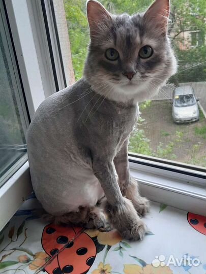 Стрижка кошек