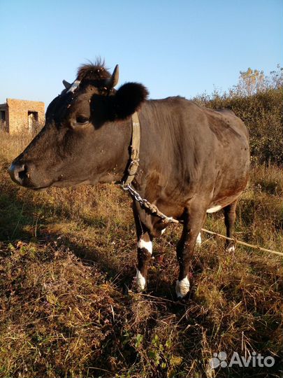 Крс. Продам телку, домашняя