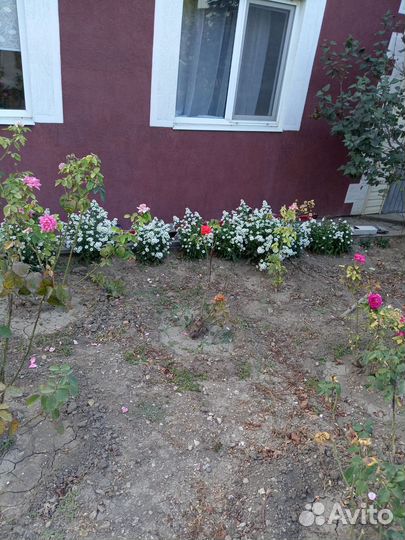 Растения для сада