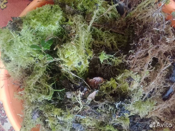 Мох сфагнум