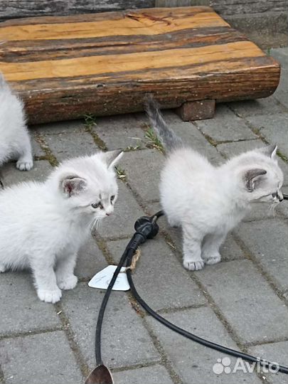 Беленький мальчик в добрые руки