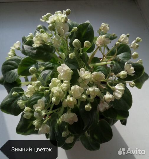 Сортовые фиалки(мини,стандарты)