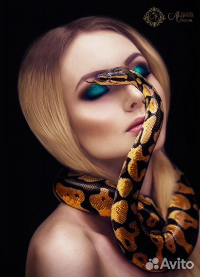Аренда змей, ящериц, пауков, скорпионов, насекомых