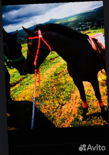 Жеребец иноходец