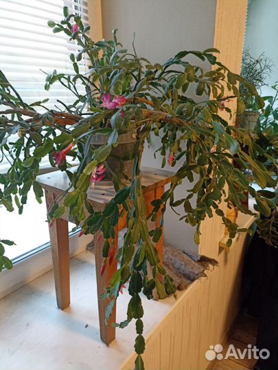 Цветы комнатные циперус,розан,декабрист, кактусы