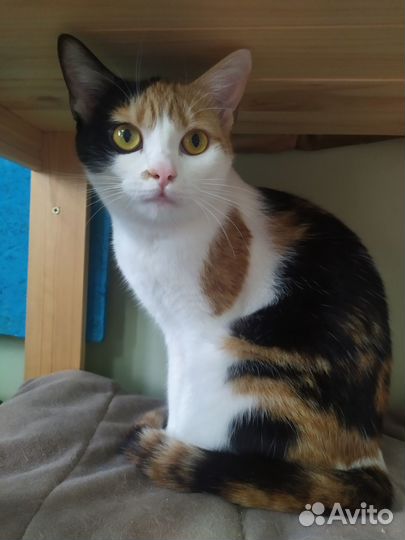 Кошечка Люся