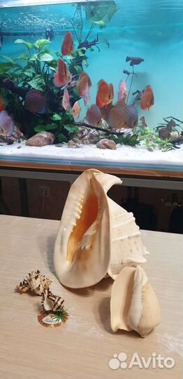 Морские ракушки