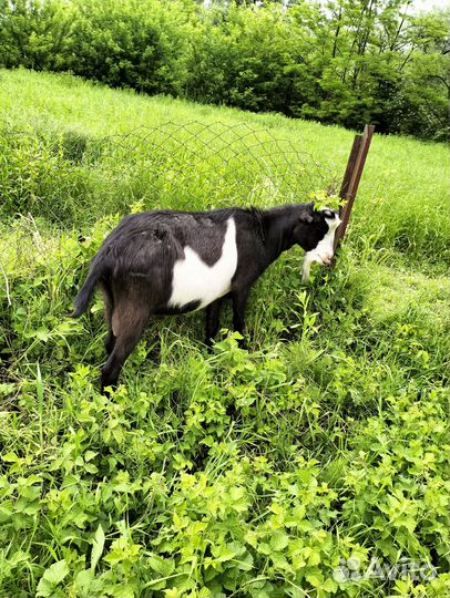 Козел ламанча